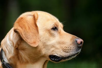 https://www.funerariadeguardia.es/almacen/noticias/img_dog11940831280.jpg