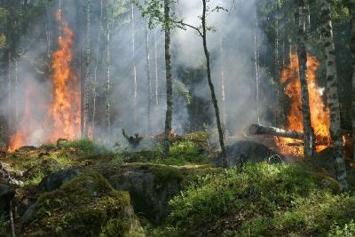 https://www.funerariadeguardia.es/almacen/noticias/img_forestfire4328701280.jpg