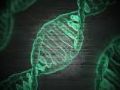 Descubierta una nueva terapia capaz de revertir el envejecimiento