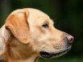 Crecen las ceremonias de despedida de animales